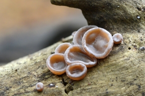 roze knoopzwam (neobulgaria pura) 11-2024 1561